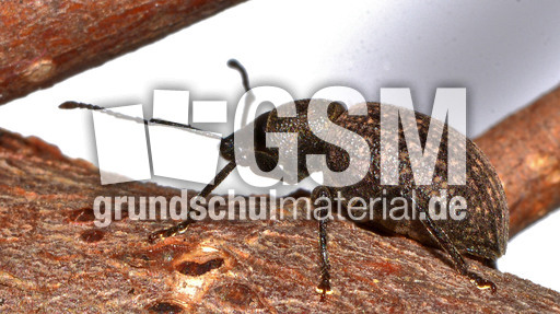 Kompakter Dickmaulrüssler (14).jpg